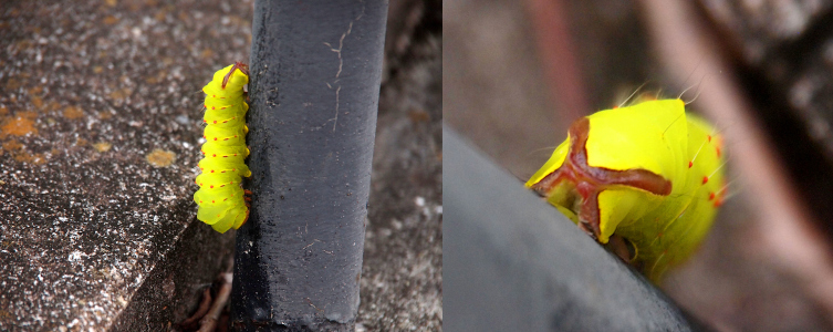 [Two photos spliced together. On the left is the full view of the bright yellow caterpillar with red dots and brown ends as it climbs a railing pole by a concrete curb. The right image is a top down view of one end of the caterpillar with a short hair sticking out of each red dot on its body. The end visible has a brown x shape sort of like a bumper stopper. No idea what it might be.]